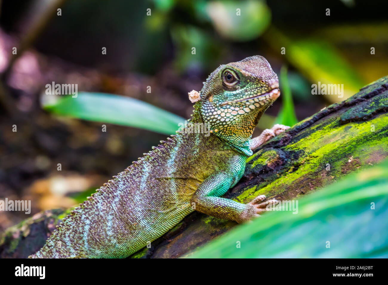 Chinese water dragon lizard in closeup, tropical reptile pet, Exotic
