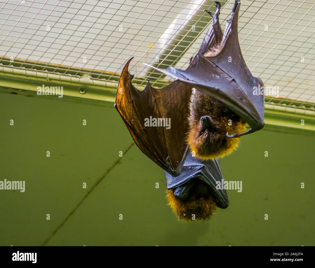 portrait of a Rodrigues flying fox hanging on the ceiling, Tropical