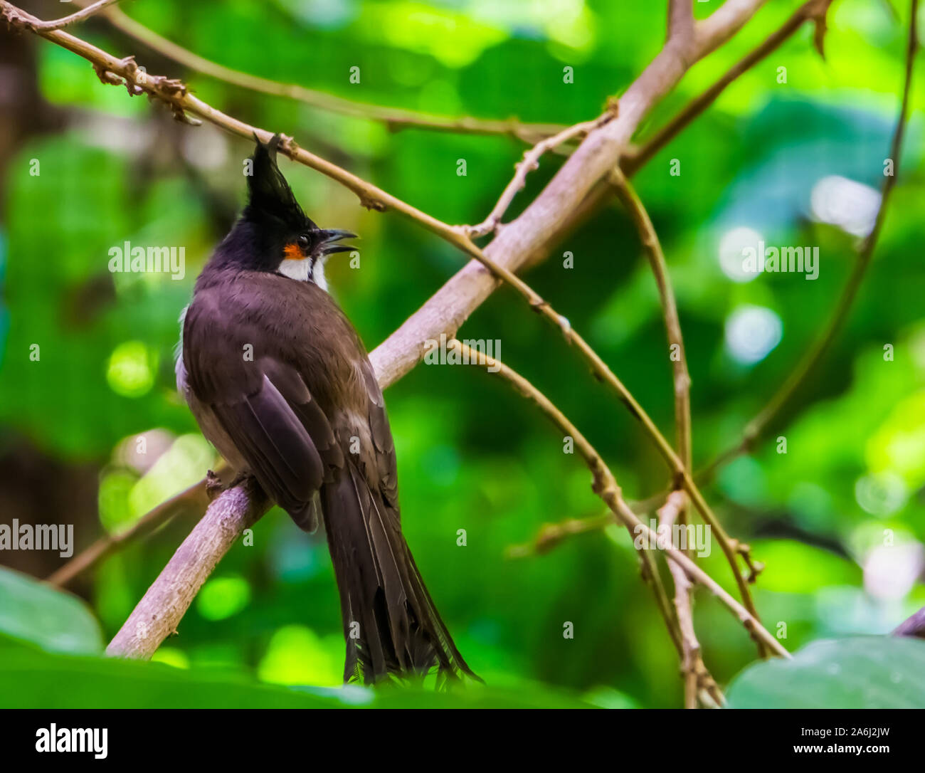 red whiskered bulbul sitting on a tree branch in closeup, tropical ...