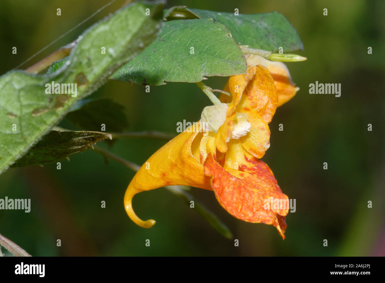 Orange Balsam - Impatiens capensis  Orange or Spotted Jewelweed, Touch-me-not  Native of North America, introduced to Europe Stock Photo