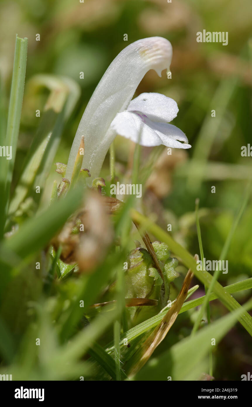 Common or Small Lousewort - Pedicularis sylvatica Parasitic plant, white form Stock Photo