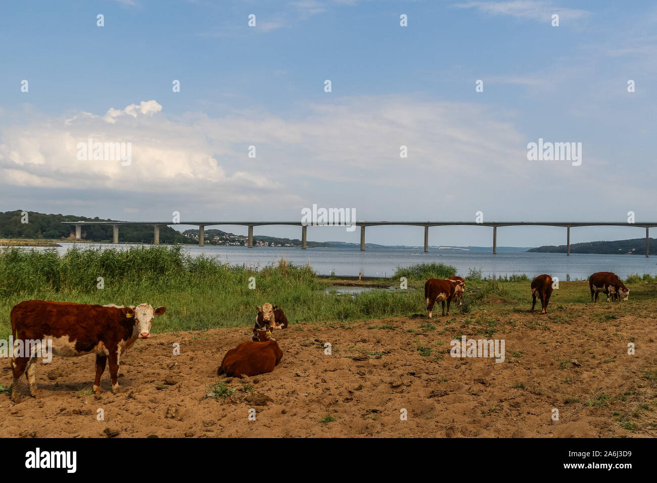 Danish Red cattle cows in front of Vejle Fjord Bridge ( Vejlefjordbroen) are seen in Vejle , Denmark on 30 July 2019 The bridge over the Vejle Fiord is 1712 m long, the longest span is 110 m, and the maximum clearance to the sea is 40 m.  © Michal Fludra / Alamy Live News Stock Photo