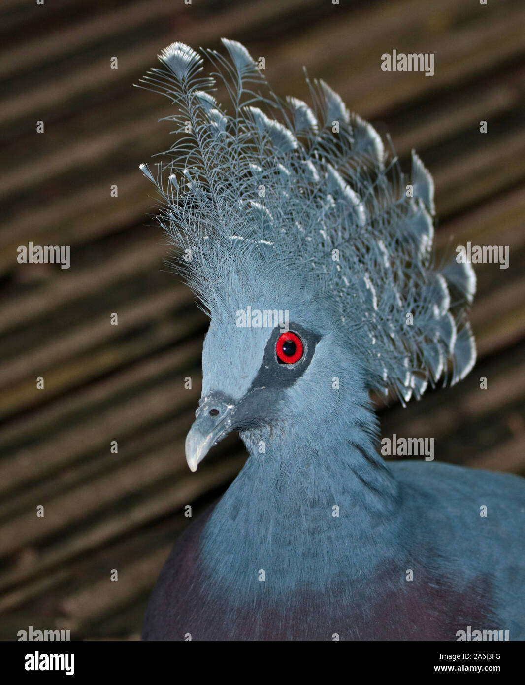 Victoria Crowned Pigeon (goura victoria) Stock Photo