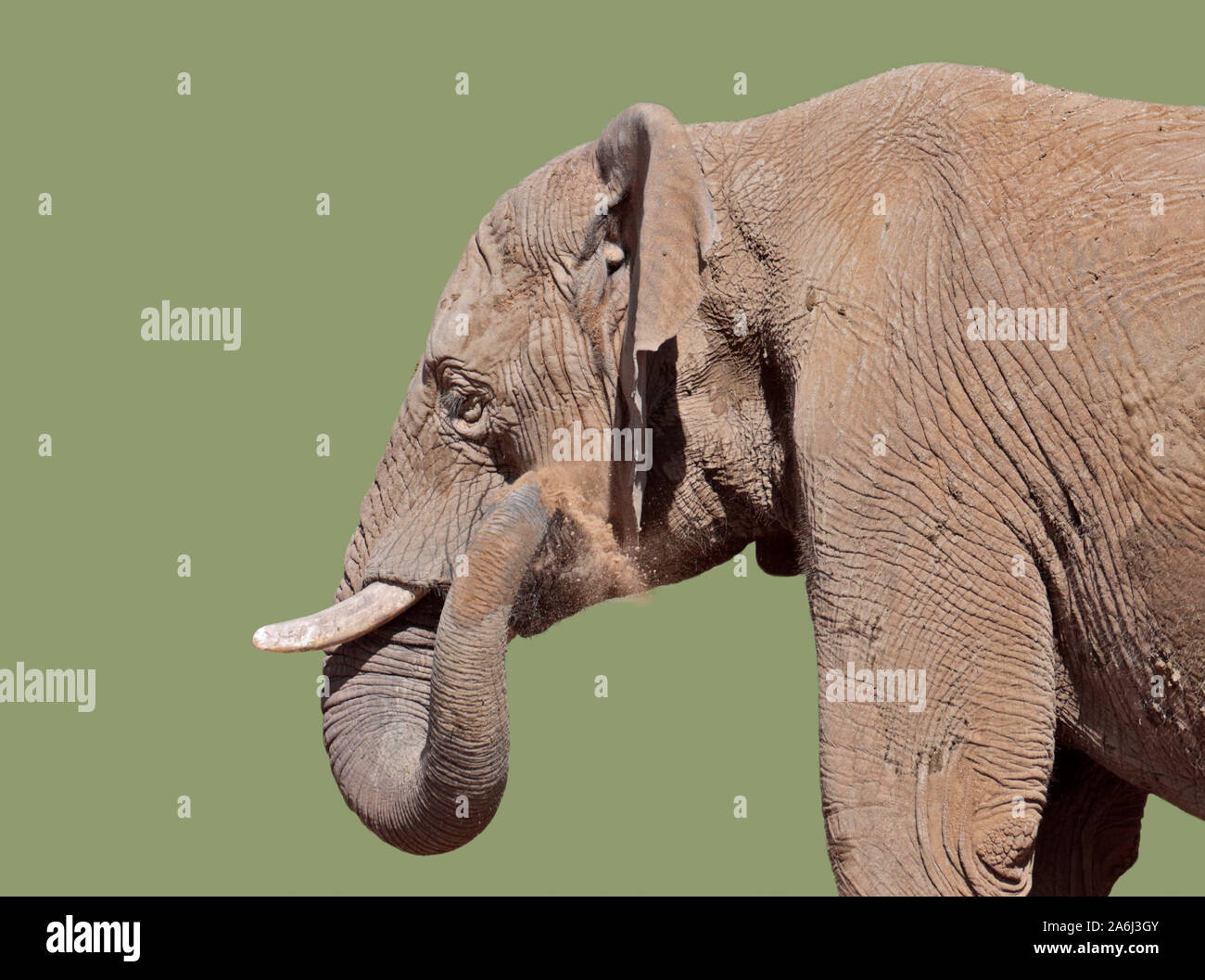 Asiatic Elephant (elephas maximus) sand bathing Stock Photo