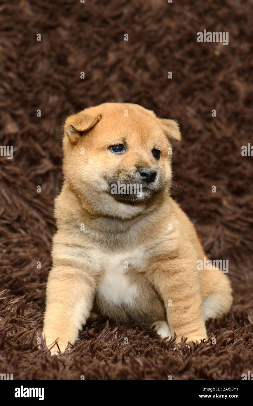 Shiba inu puppy on brown background Stock Photo