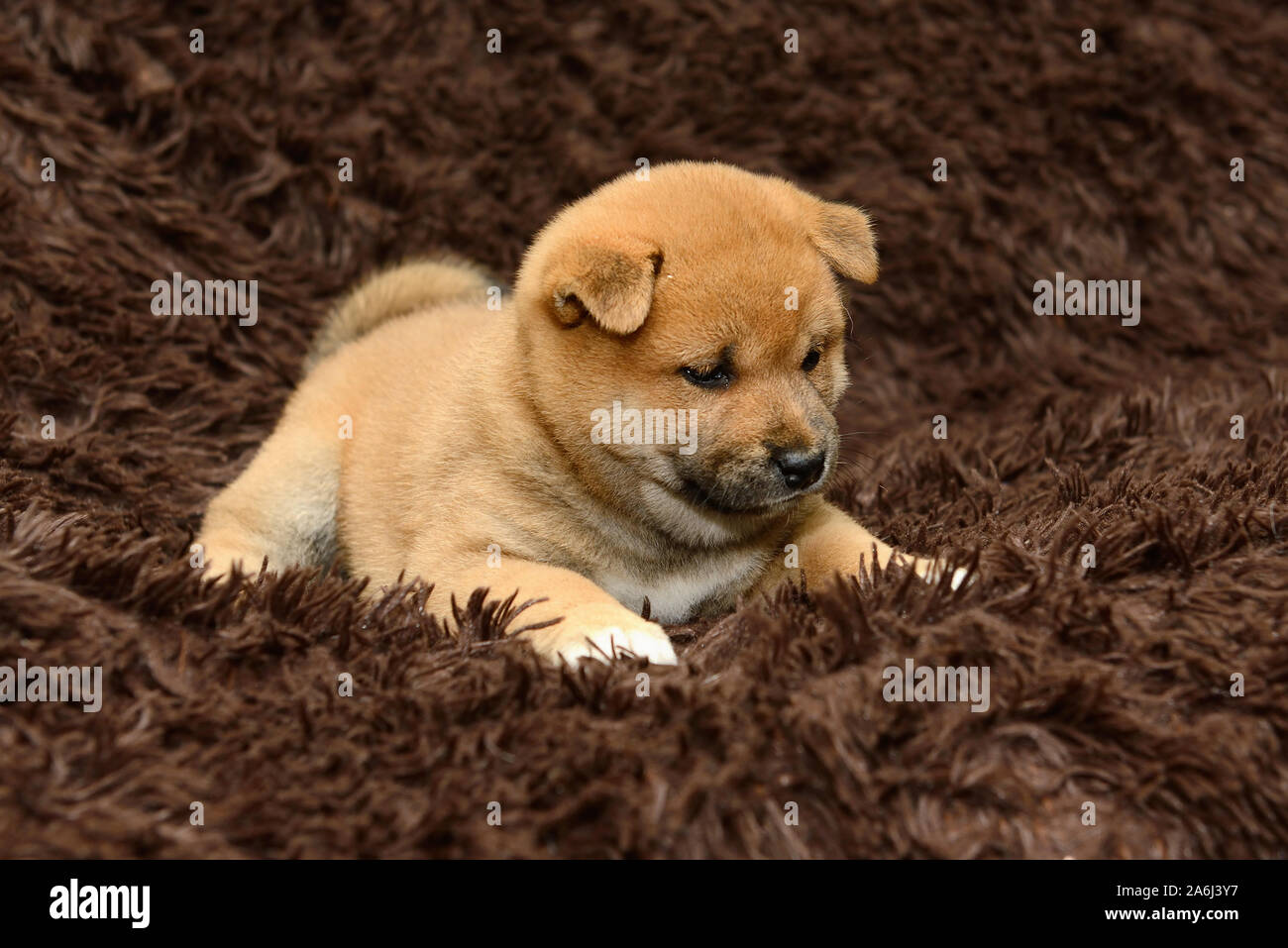 Shiba Inu Puppy On Brown Background Stock Photo Alamy Shiba Inu Puppy On Brown Background Stock Photo Alamy
