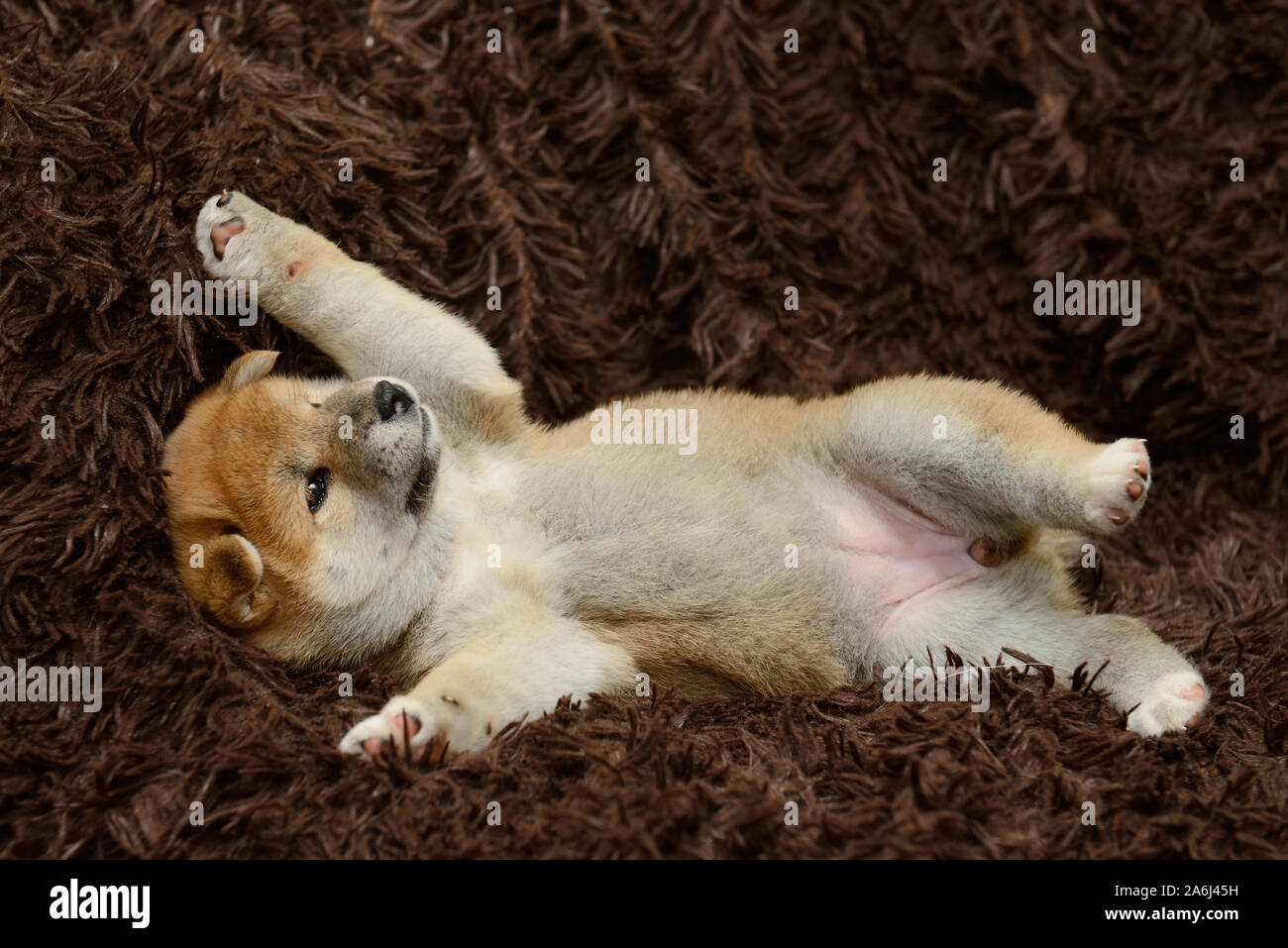 shiba inu puppy lies on his back Stock Photo