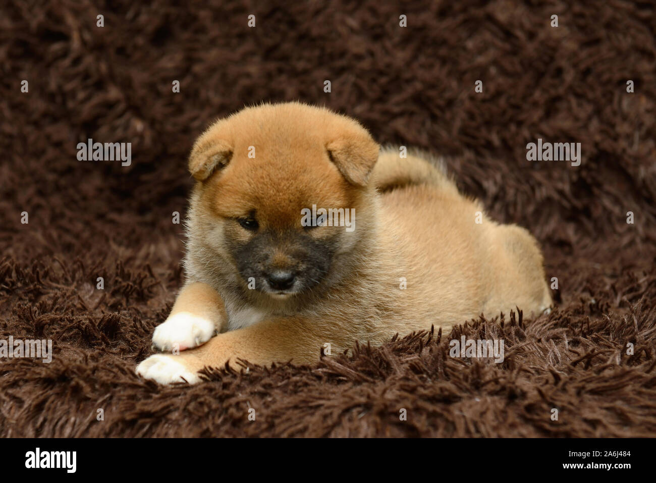 Shiba inu puppy on brown background Stock Photo