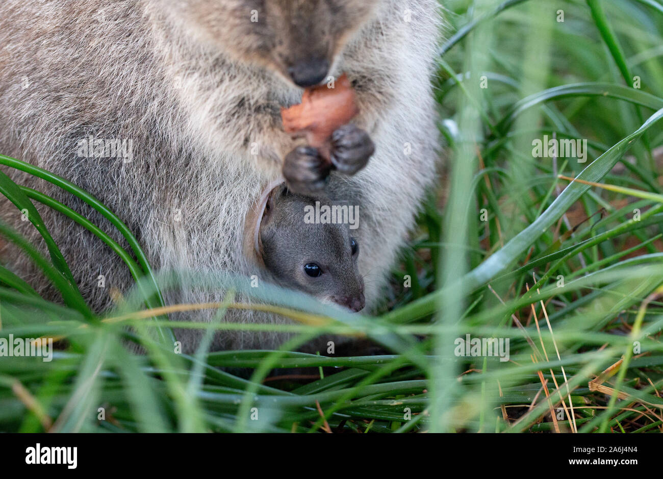 Baby Quokka (Setonix brachyurus) joey in mother's pouch, Rottnest Island, Western Australia Stock Photo