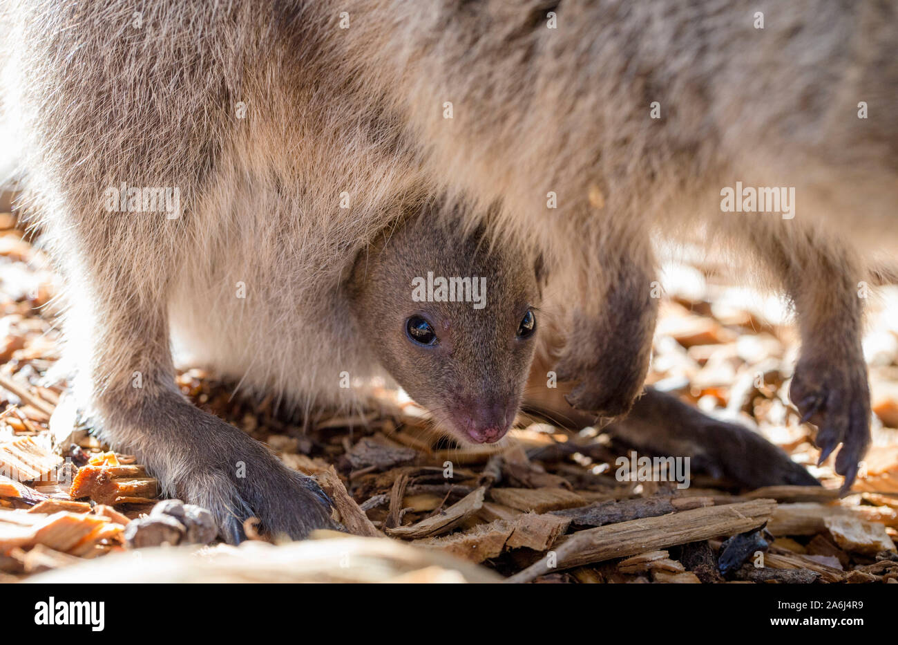 Baby Quokka (Setonix brachyurus) joey in mother's pouch, Rottnest Island, Western Australia Stock Photo