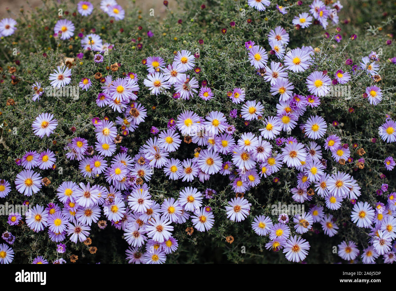 Natural background blue flowers hi-res stock photography and images - Alamy