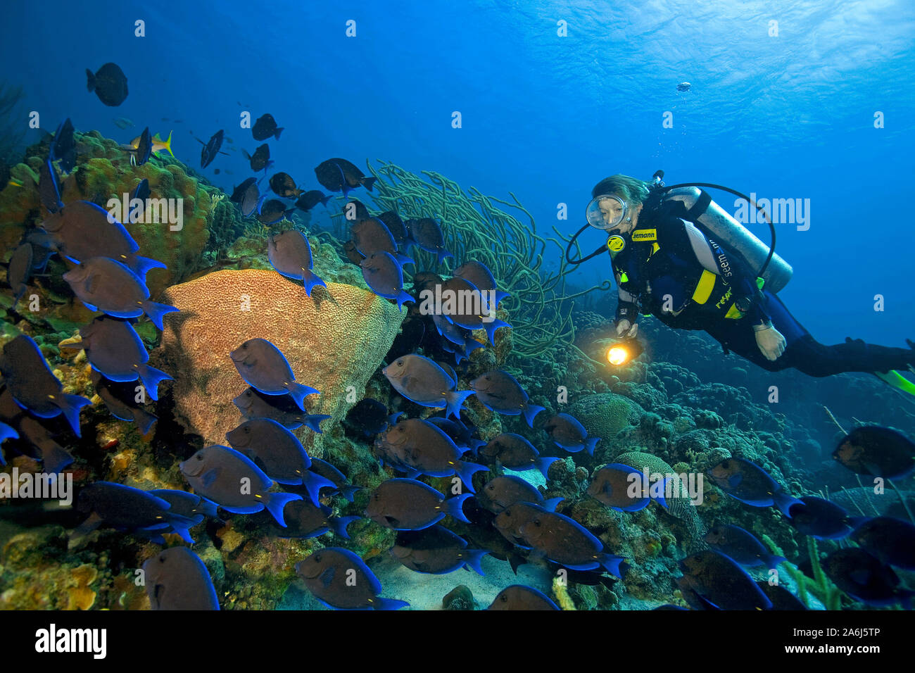 Scuba diver watches Blue Tang (Acanthurus coeruleus), feeding algs from corals, caribbean coral reef, Bonaire, Netherland Antilles Stock Photo