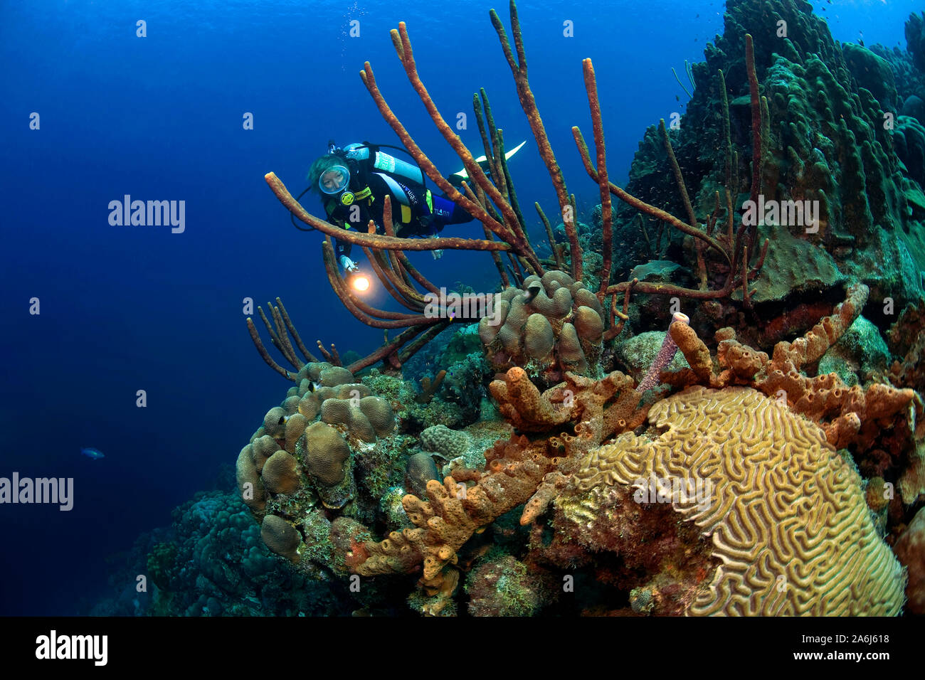 Scuba diver in a caribbean coral reef, scattered pore rope sponge (Aplysina fulva), Bonaire, Netherland Antilles Stock Photo