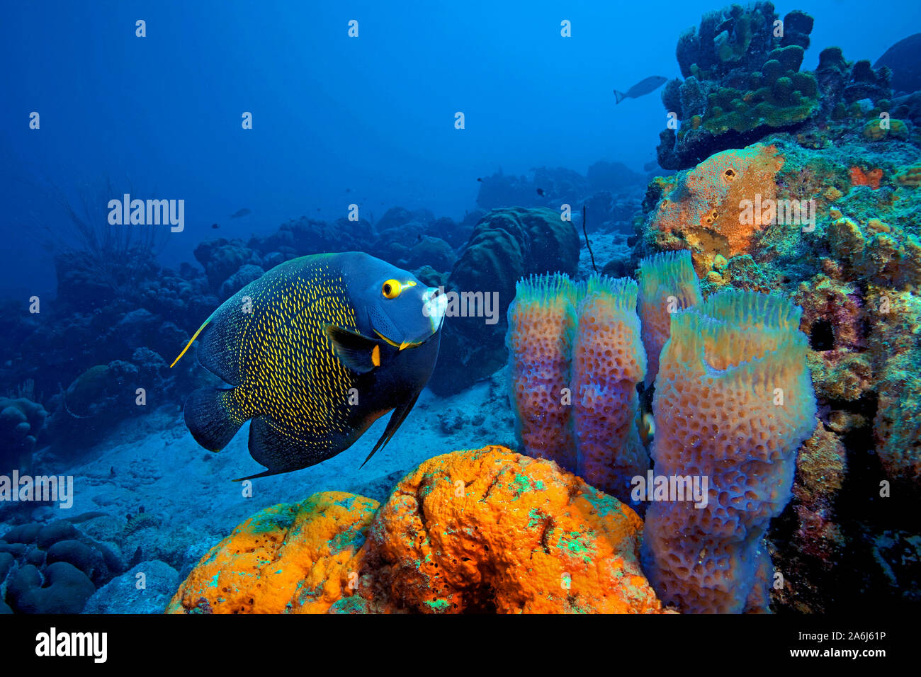 French angelfish (Pomacanthus paru) in a caribbean coral reef, azure vase sponge (Callyspongia plicifera), Elephant ear sponge (Agelas clathrodes) Stock Photo