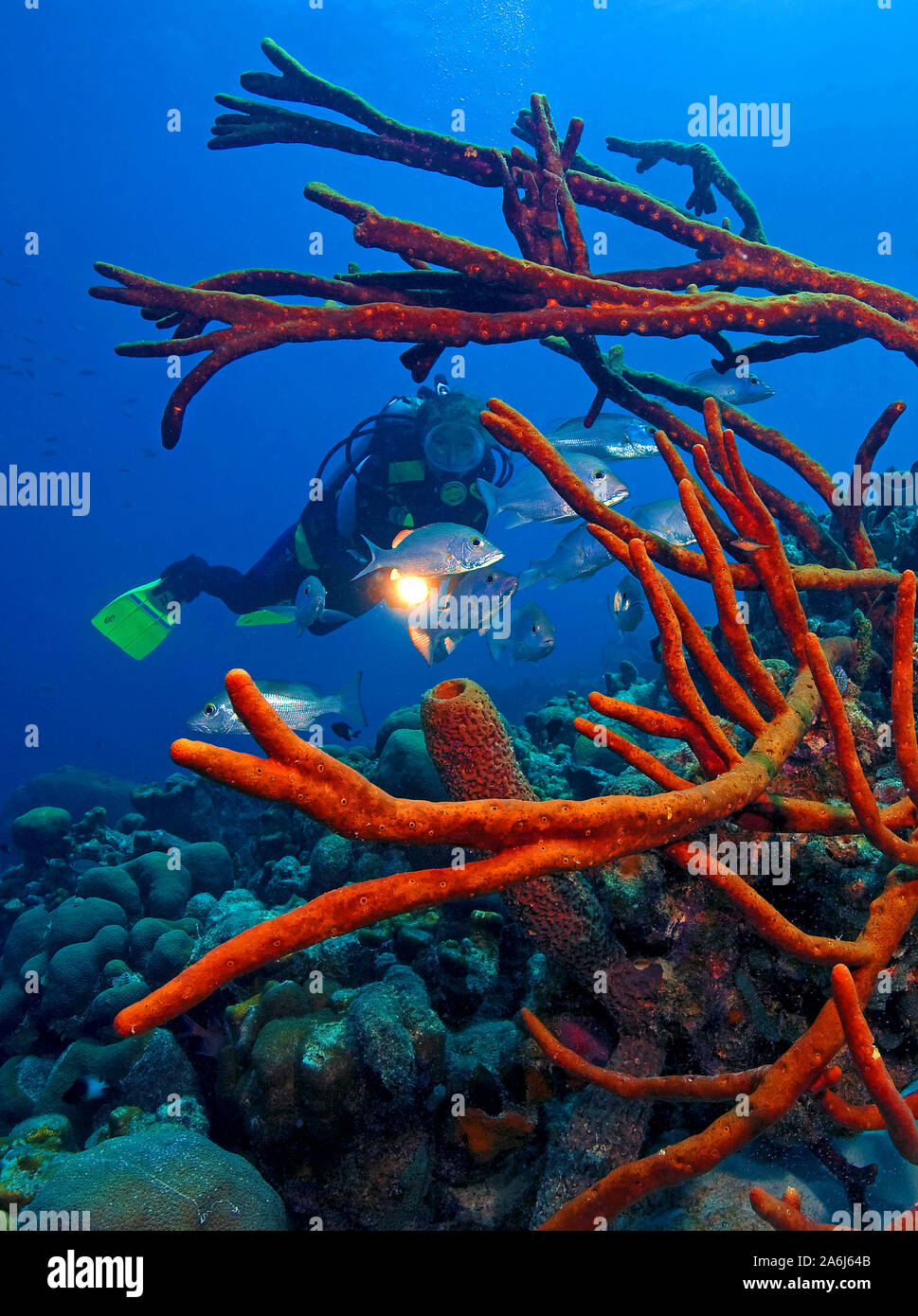Scuba diver ina caribbean coral reef, scattered pore rope sponge (Aplysina fulva), Bonaire, Netherland Antilles Stock Photo