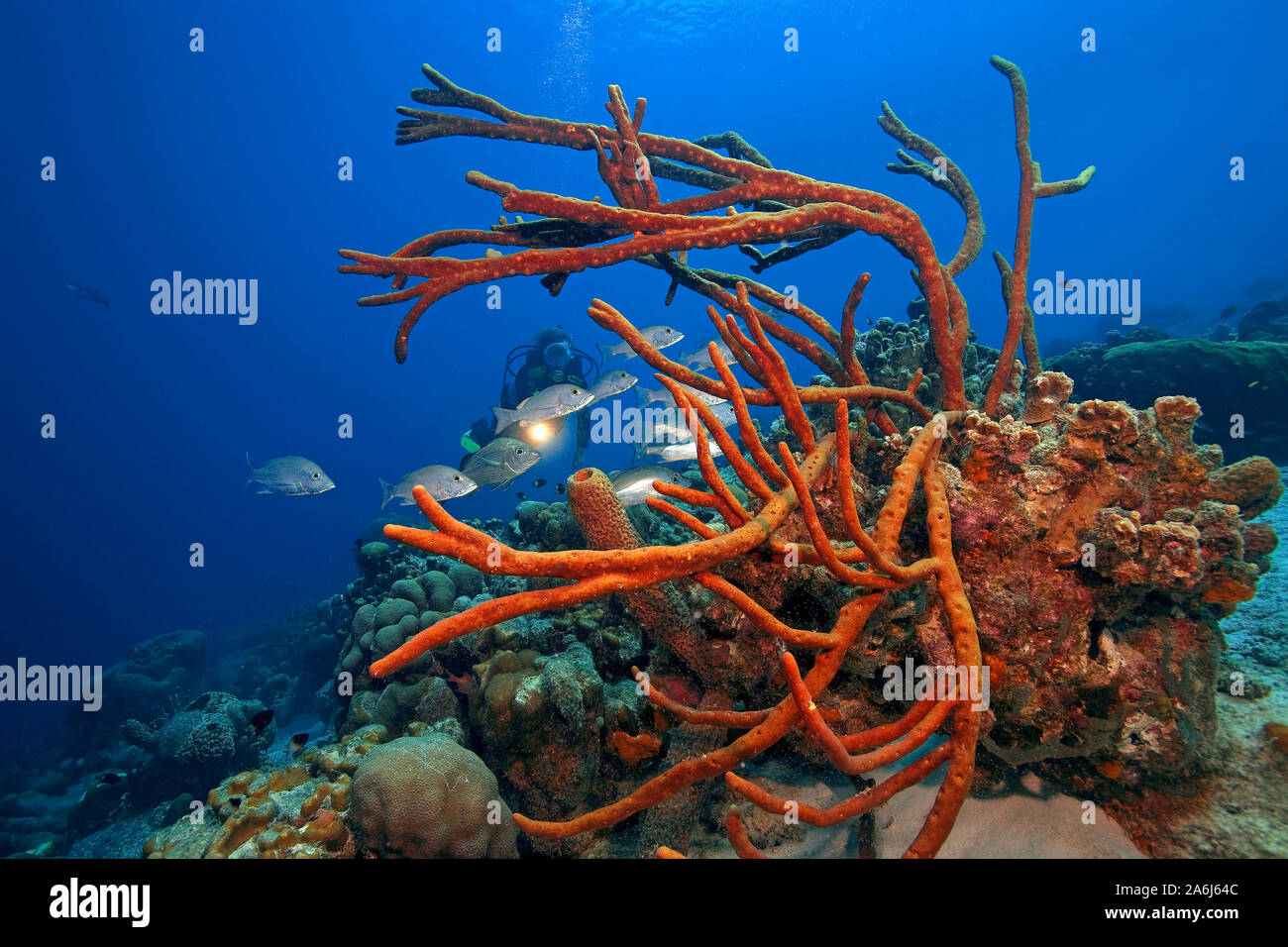 Scuba diver ina caribbean coral reef, scattered pore rope sponge (Aplysina fulva), Bonaire, Netherland Antilles Stock Photo