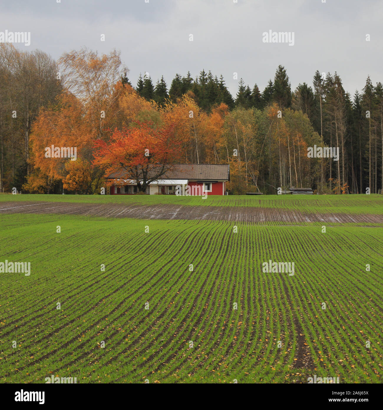 Rural October scene in Mellerud, Sweden. Stock Photo