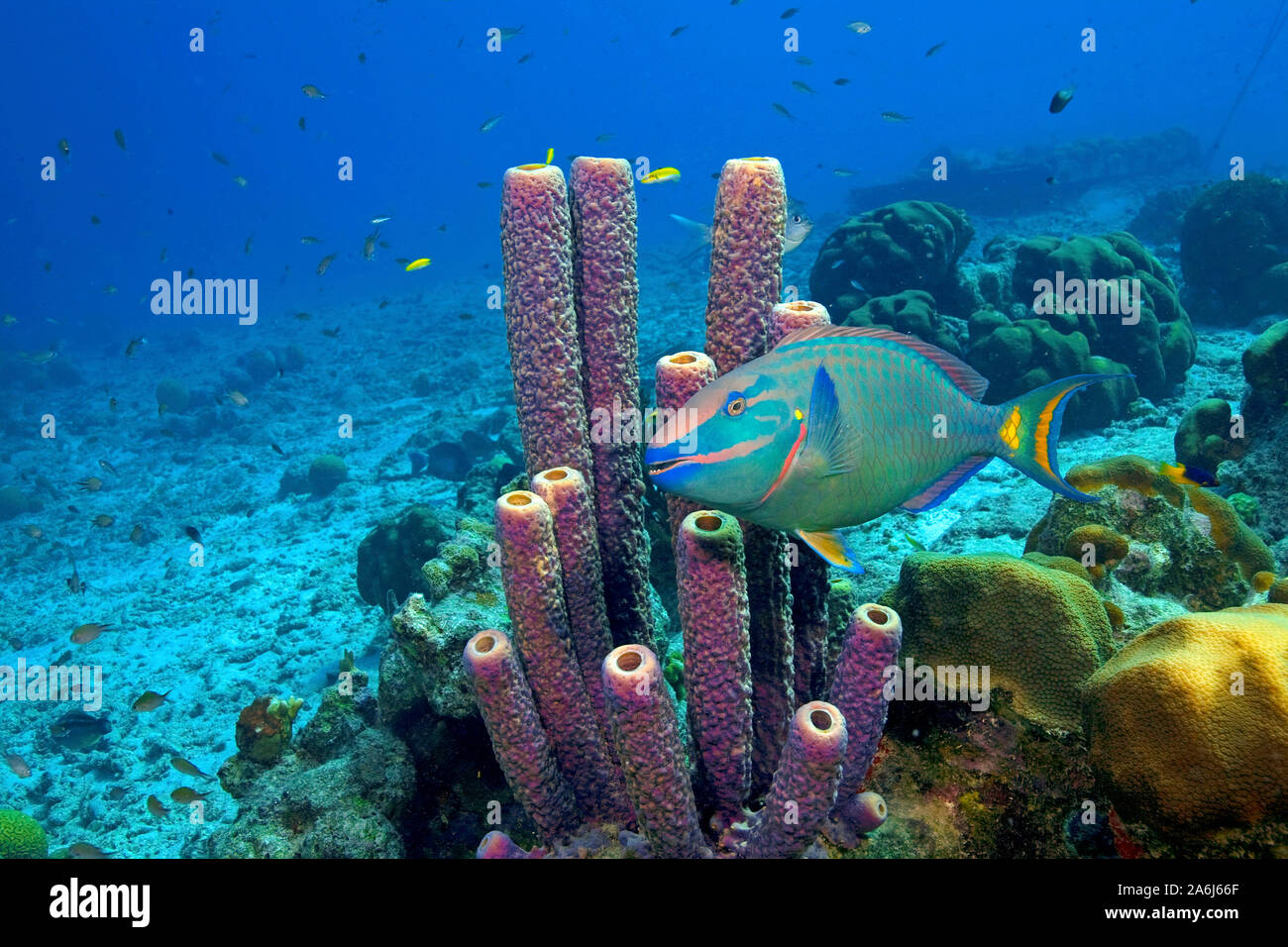 Reef scene, Stoplight parrotfish (Scarus viride) at Stove-pipe sponge (Aplysina archeri), Bonaire, Netherland Antilles Stock Photo