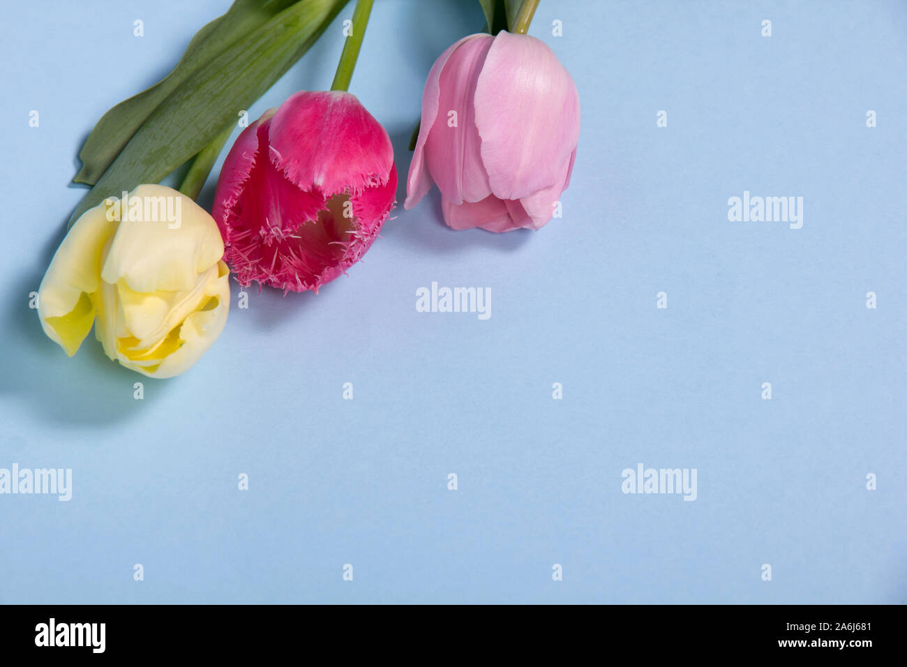 Beautiful spring flowers on a blue background Stock Photo - Alamy