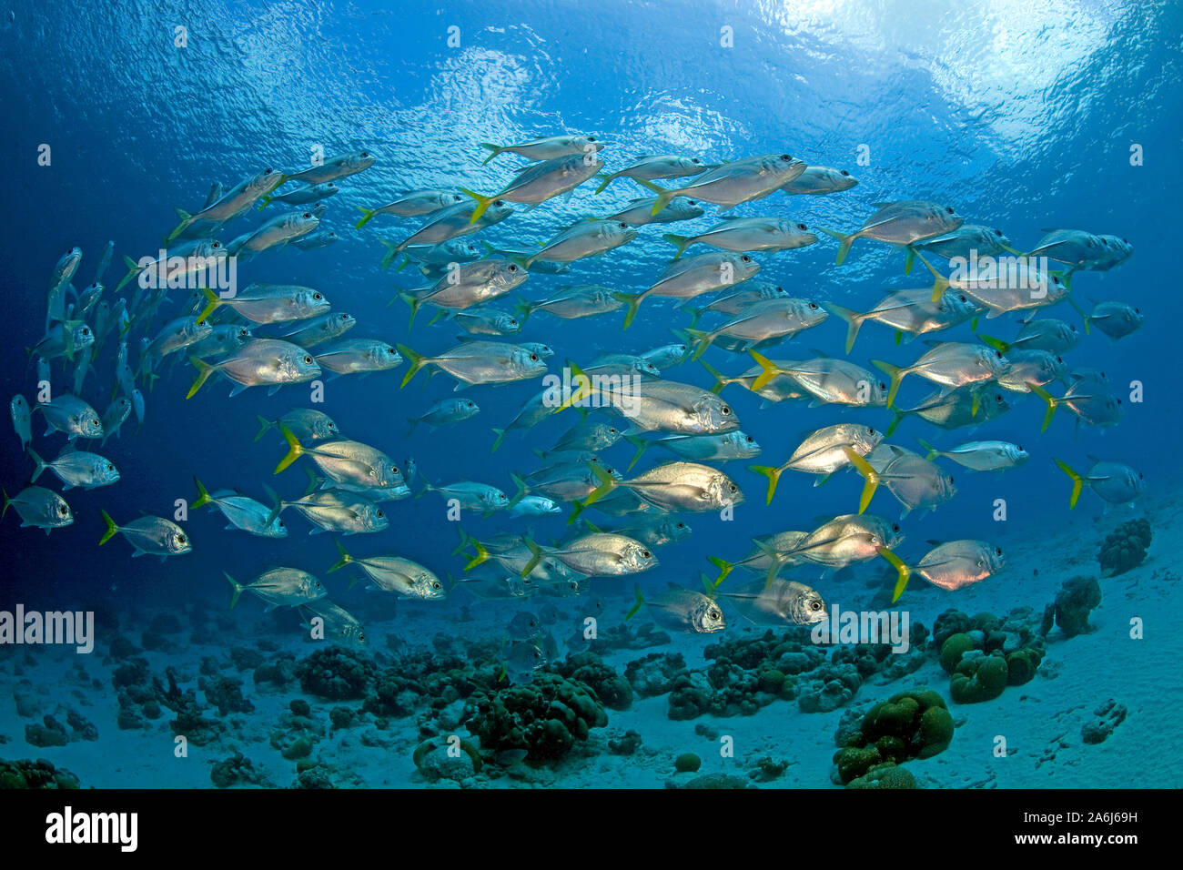Horse-eye Jacks (Caranx latus), schooling, Bonaire, Netherland Antilles ...