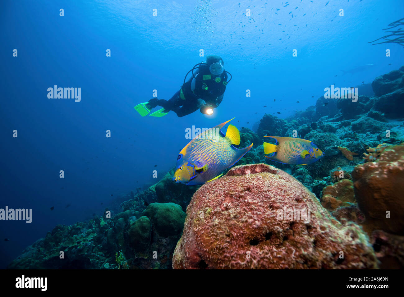 Scuba diver and Queen Angelfishes (Holacanthus ciliaris) at a barrel dponge, caribbean coral reef, Bonaire, Netherland Antilles Stock Photo