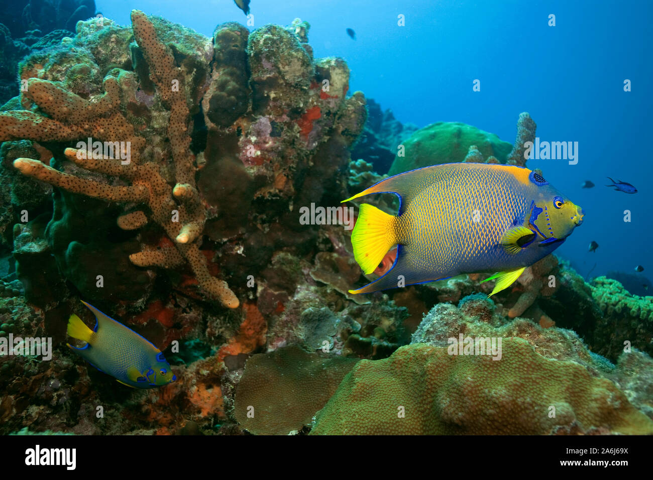 Queen Angelfishes (Holacanthus ciliaris) in a caribbean coral reef, Bonaire, Netherland Antilles Stock Photo