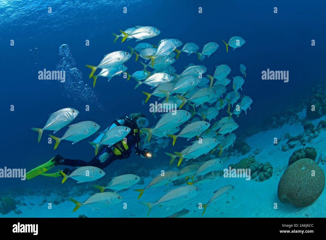 Scuba diver and Horse-eye Jacks (Caranx latus), schooling, Bonaire ...