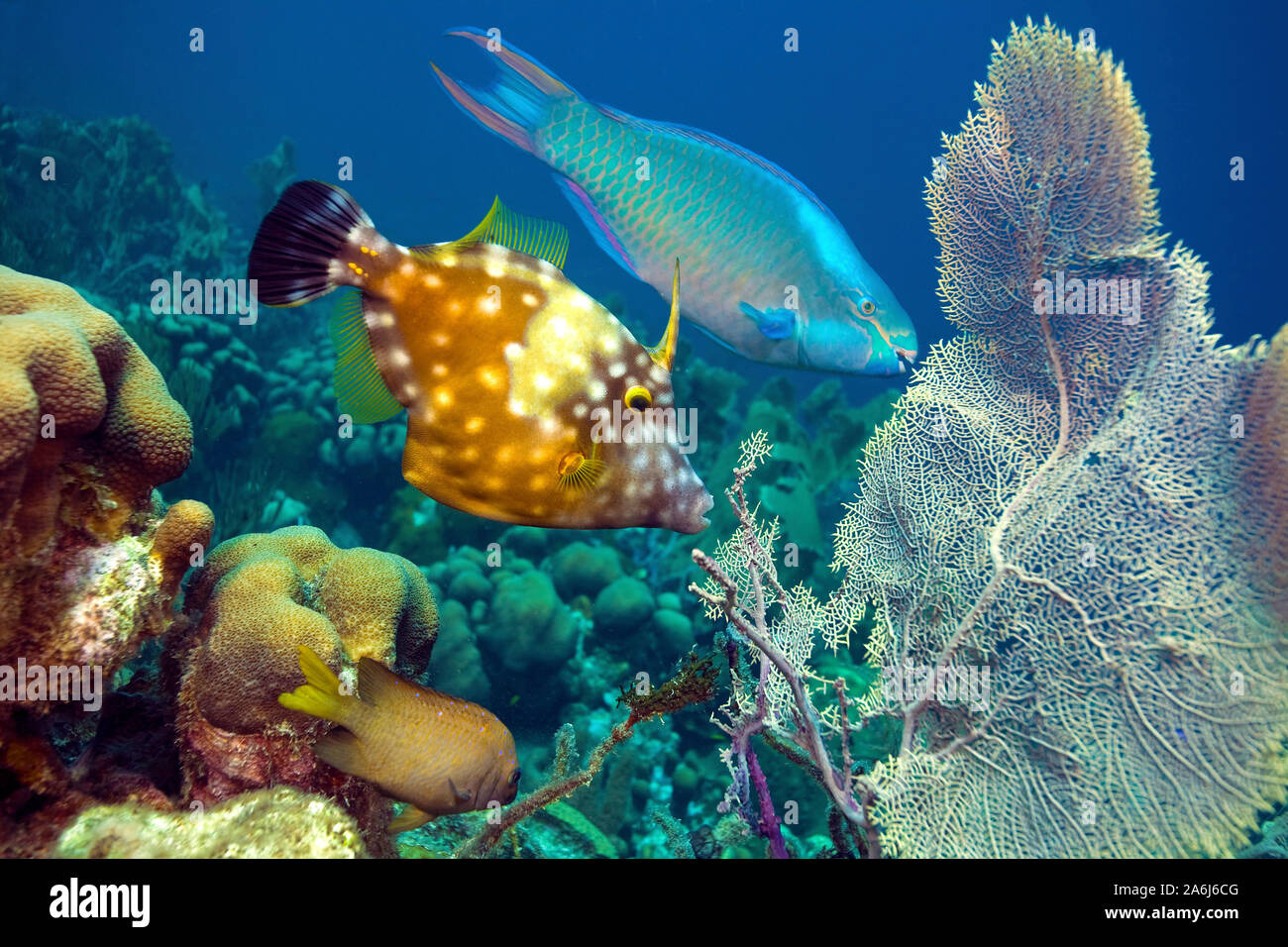 Whitespotted filefish (Cantherhines macrocerus) and a parrotfish (Scaridae), in a caribbean coral reef, Bonaire, Netherland Antilles Stock Photo