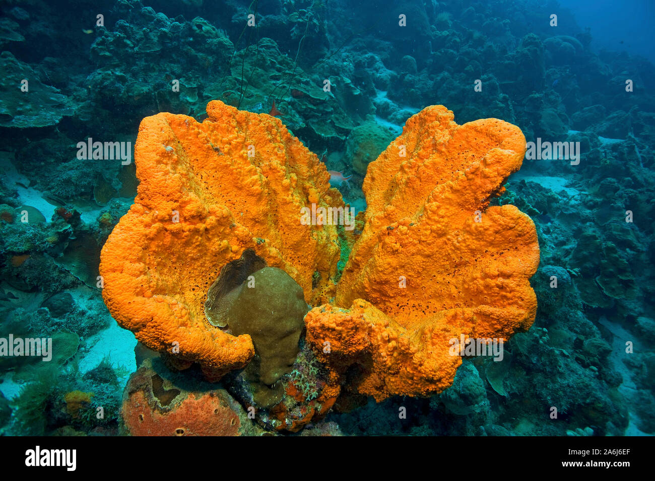 Elephant ear sponge (Agelas clathrodes), Bonaire, Netherland Antilles Stock Photo