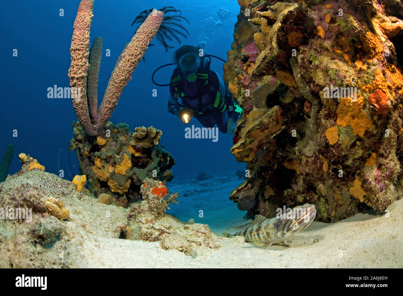 Scuba diver, Sand Diver, Synodus intermedius, Lizardfish, Synodontidae, Bonaire, Netherland Antilles, Antilles, Caribbean sea, Caribbean Stock Photo