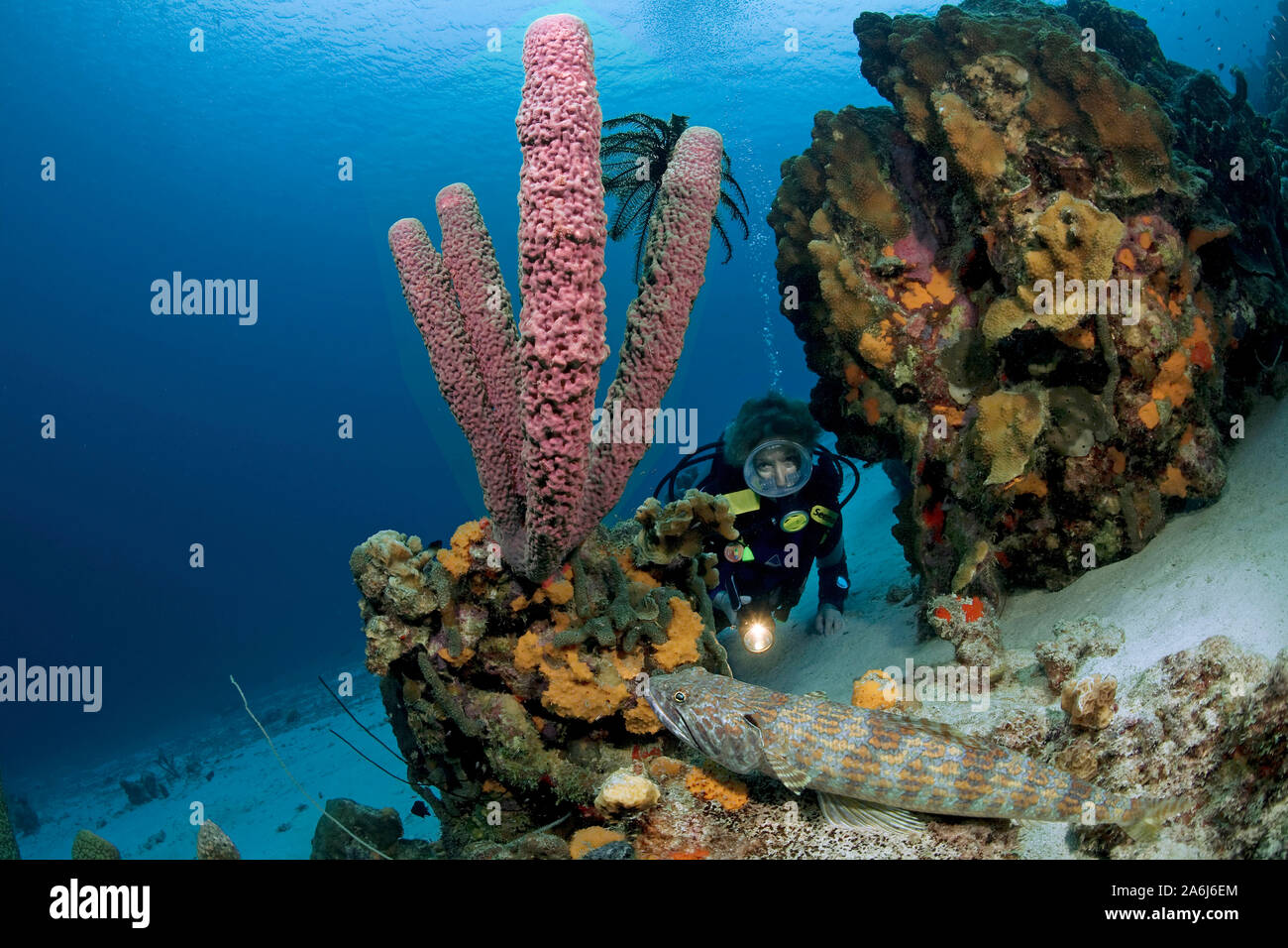 Scuba diver, Sand Diver, Synodus intermedius, Lizardfish, Synodontidae, Bonaire, Netherland Antilles, Antilles, Caribbean sea, Caribbean Stock Photo