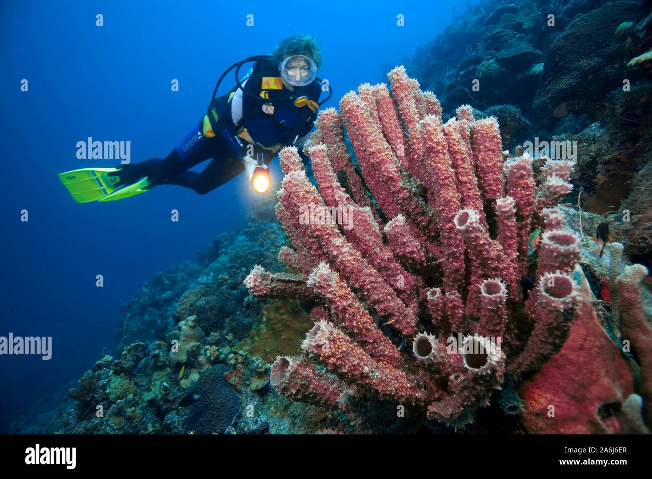 Scuba diver at a Branching vase sponge (Callyspongia vaginalis), family, Callyspongidae, Bonaire, Netherland Antilles, Antilles Stock Photo