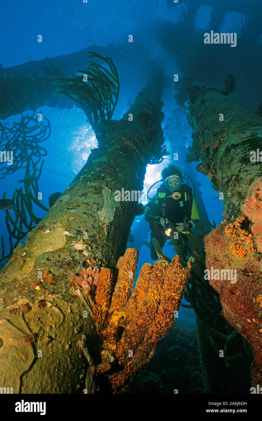 Scuba diver under the salt pier between overgrown pillars, Cargill Salt Company, Bonaire, Netherland Antilles Stock Photo
