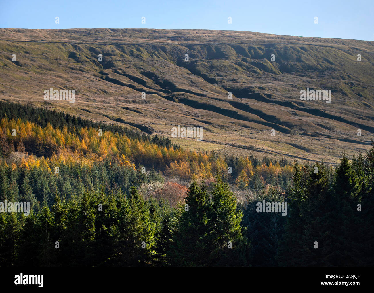 The Widdale Red Squirrel Reserve in North Yorkshire, as the UK red