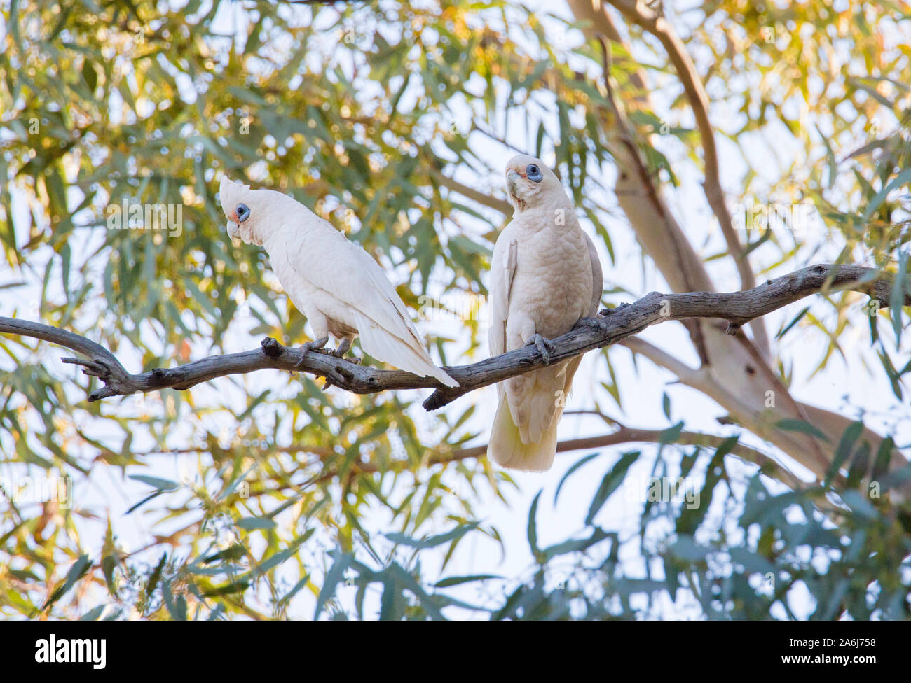 Little Corella (Cacatua sanguinea) perched in River Red Gums in outback NSW, Australia Stock Photo