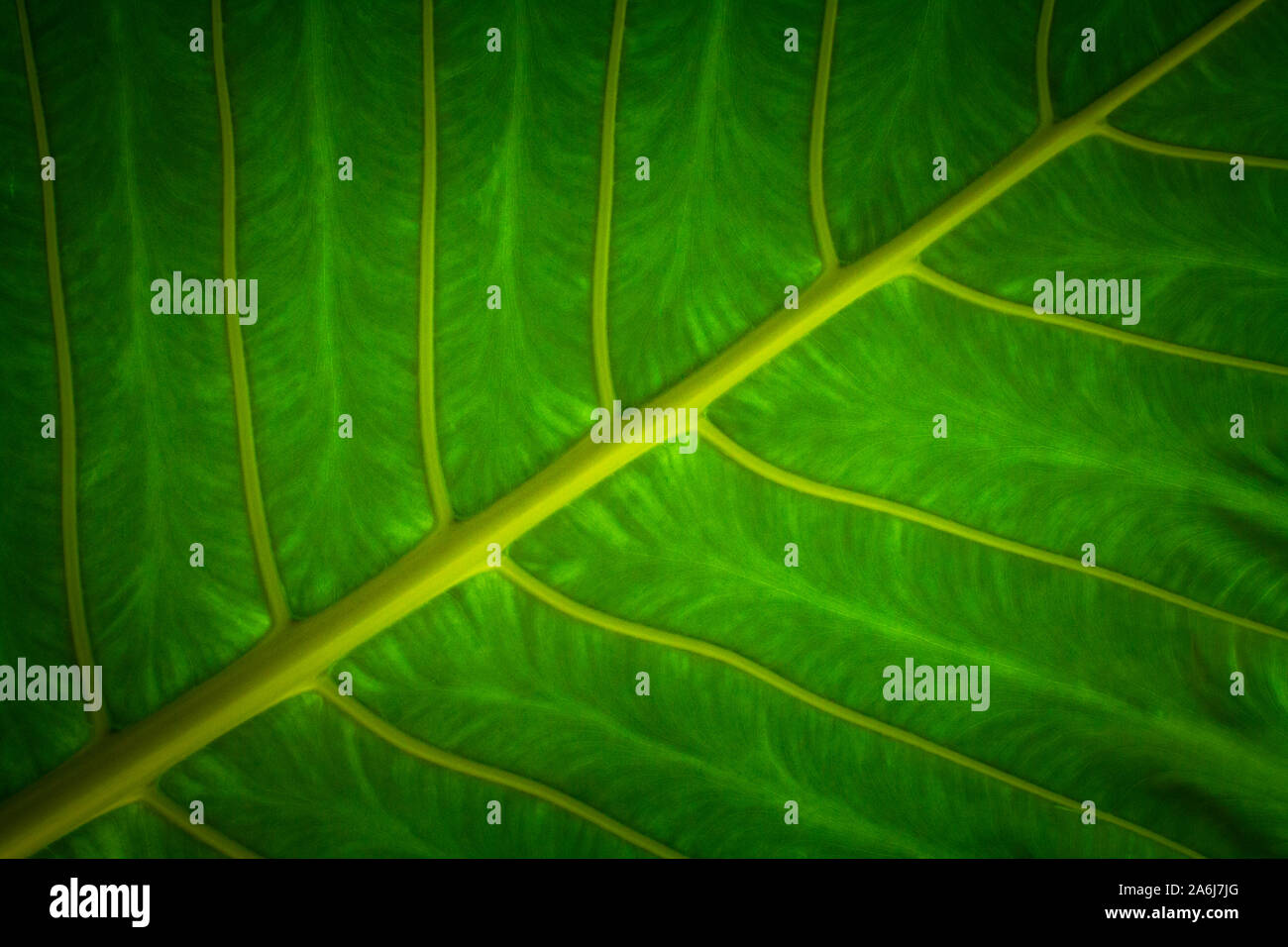 Elephant ears leaf closeup picture, Colocasia leaves Stock Photo Alamy