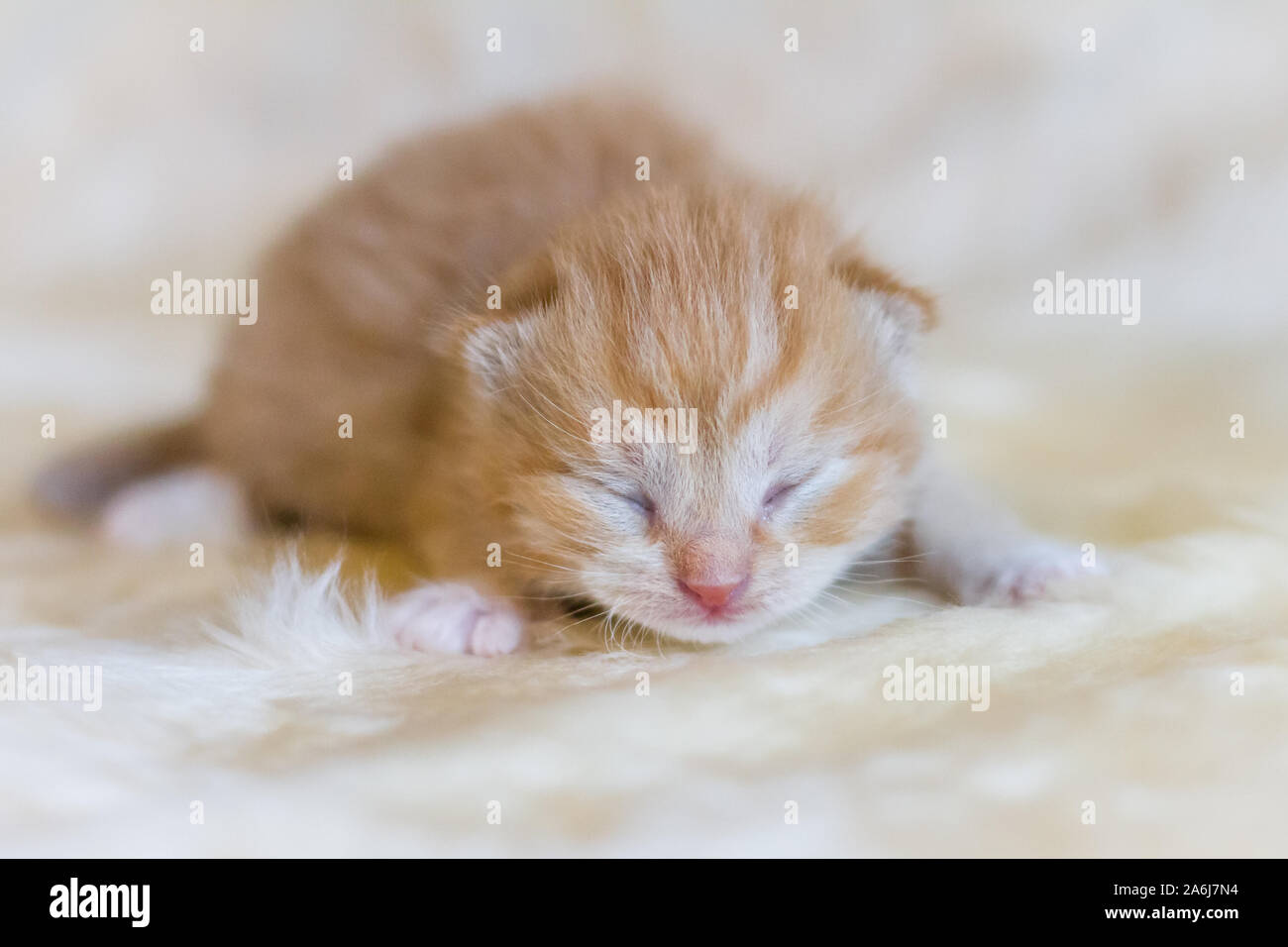 Newborn red kitten Stock Photo