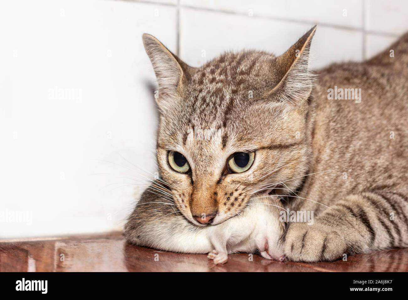 A ginger cat hunting a mouse. Domestic cat carrying small rodent rat in