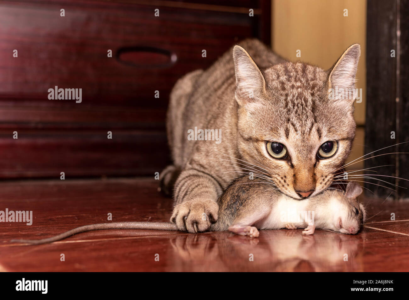 A ginger cat hunting a mouse. Domestic cat carrying small rodent rat in