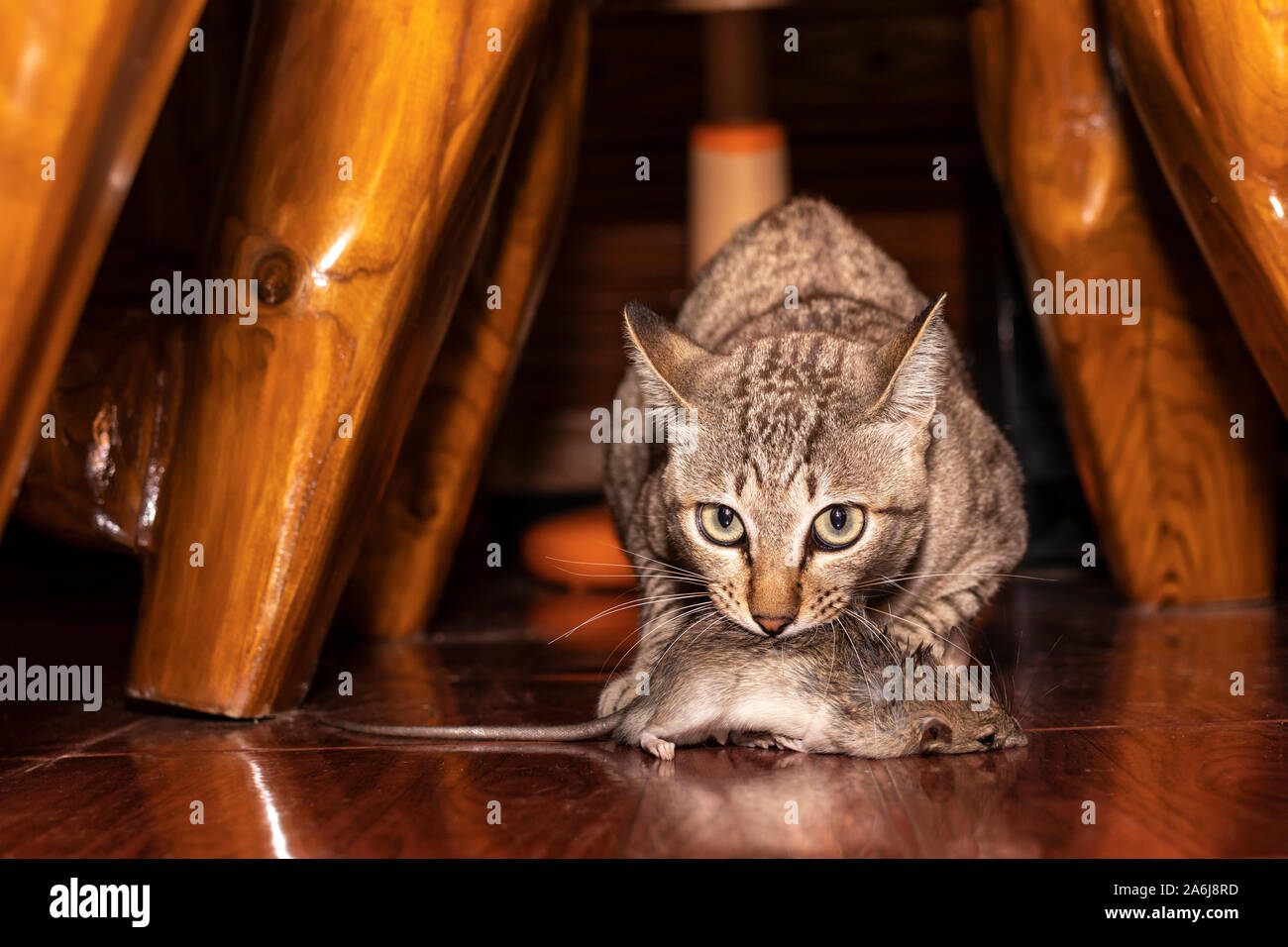 A ginger cat hunting a mouse. Domestic cat carrying small rodent rat in