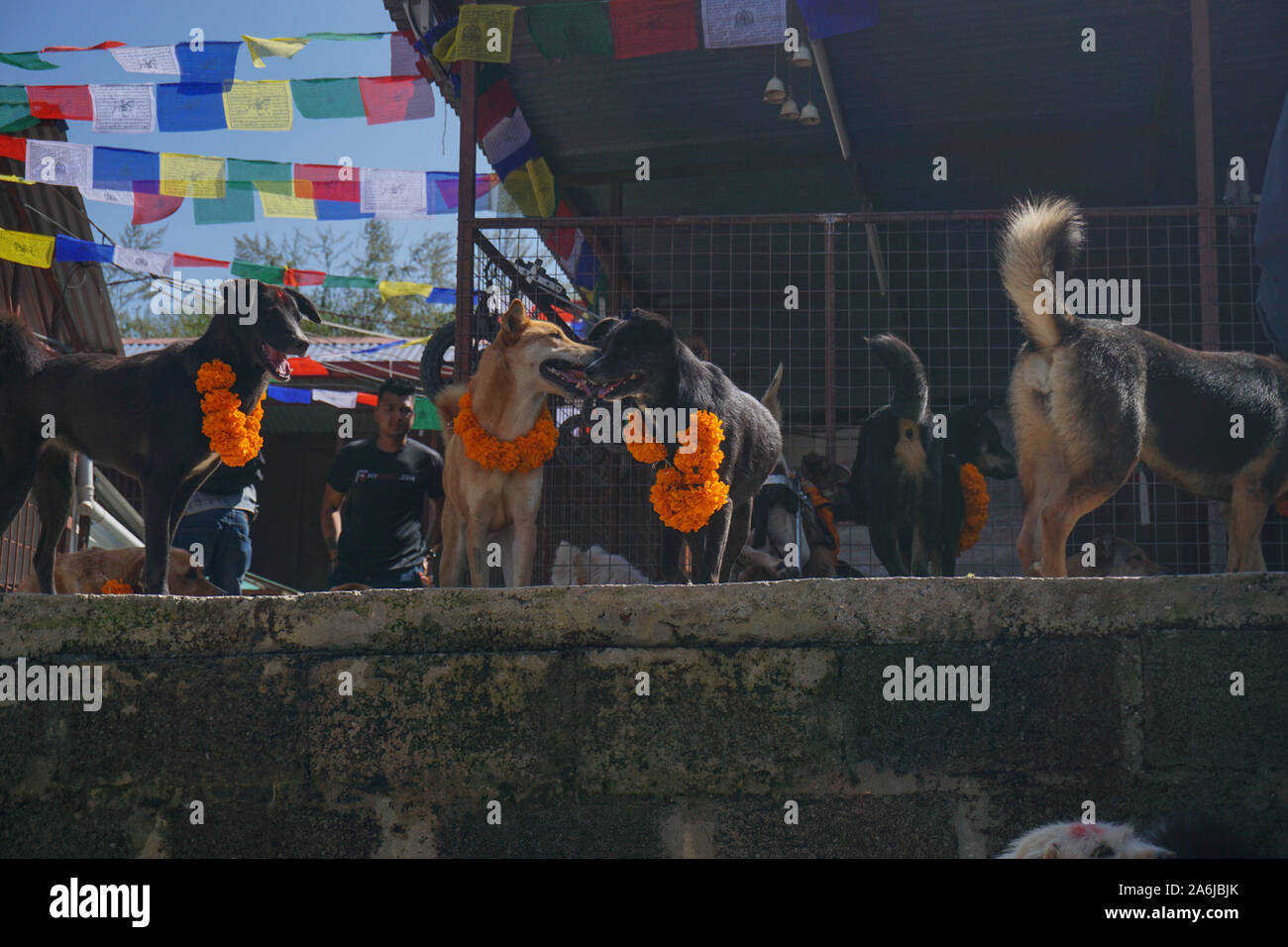 Kathmandu, Nepal. 27th Oct, 2019. Dogs with garland around their necks during the festival.Kukur Tihar or Kukur Puja literally means the worship of dogs. This is a mini-festival within a larger Hindu celebration of Diwali, the festival of lights. According to Nepalese tradition, one of the festive days is dedicated solely to the human's most devoted friend and guardian. In Hindu religion, a dog is a sacred animal, intended to have a special bond with a human, so as to accompany us on our way to heaven. Credit: SOPA Images Limited/Alamy Live News Stock Photo
