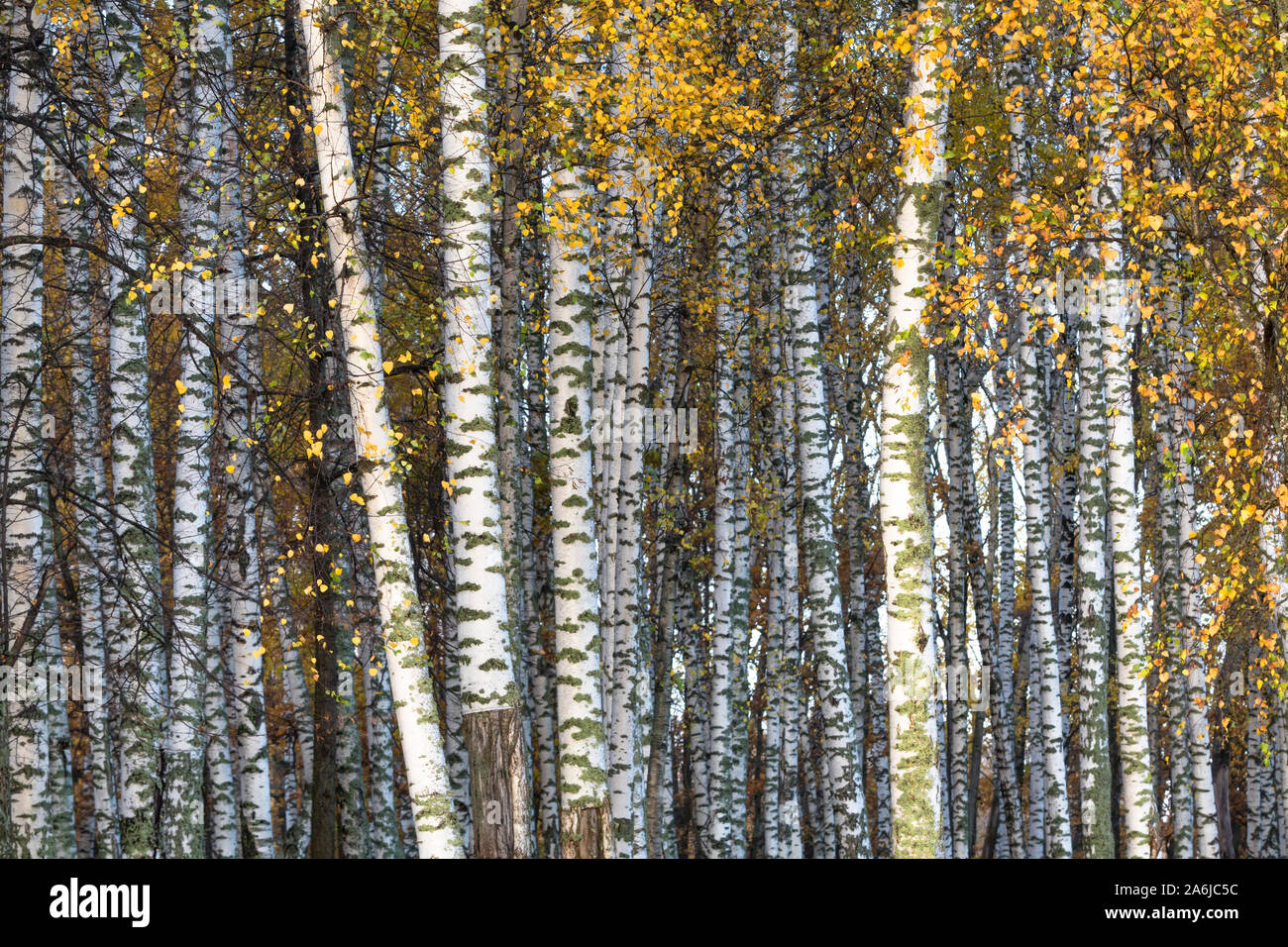 Autumn forest with birch trees Stock Photo - Alamy