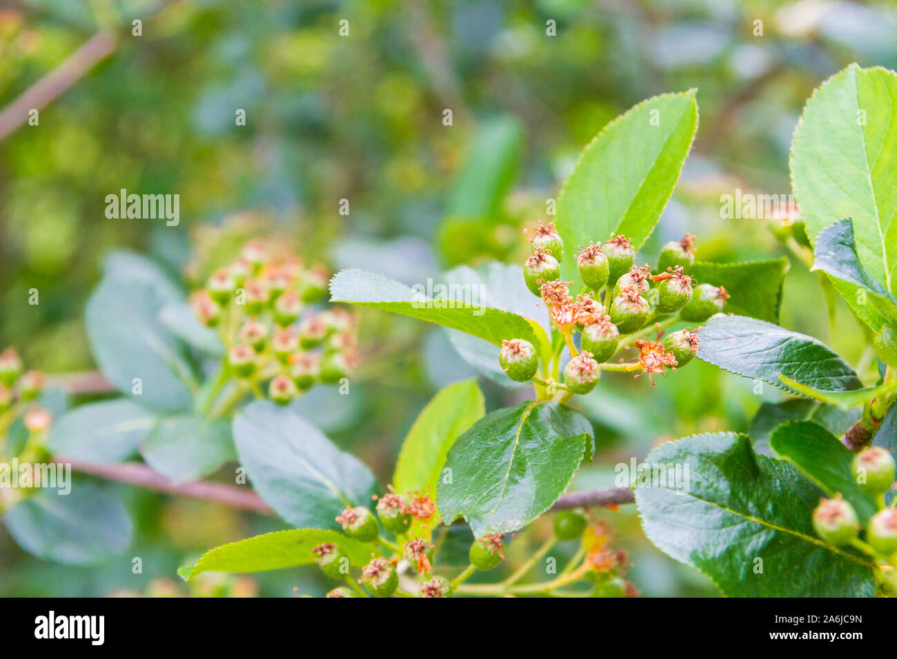 Blackberries begin to ripen on the Bush in early summer Stock Photo - Alamy