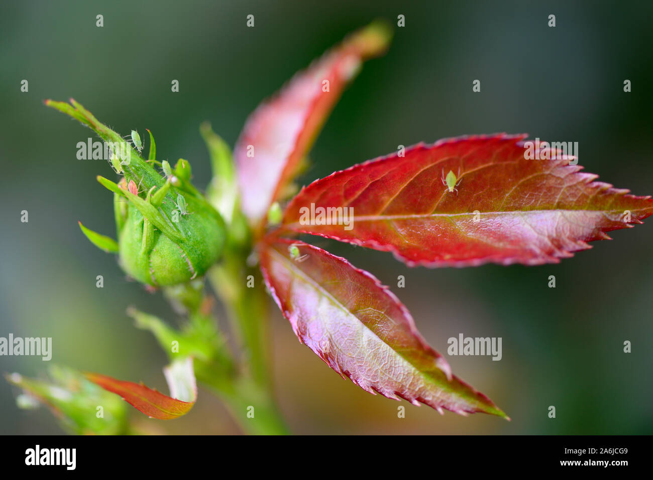 Green and Brown Aphids Infestation on Rose Bush Stock Photo - Alamy