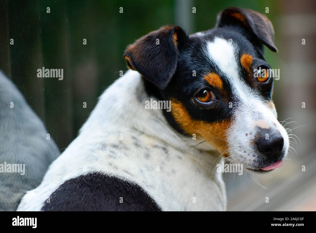 Cute Jack Russell Short Hair and Short Leg White Black and Brown Dog Sitting and Looking and Turning Around with Tongue Partly Out Stock Photo