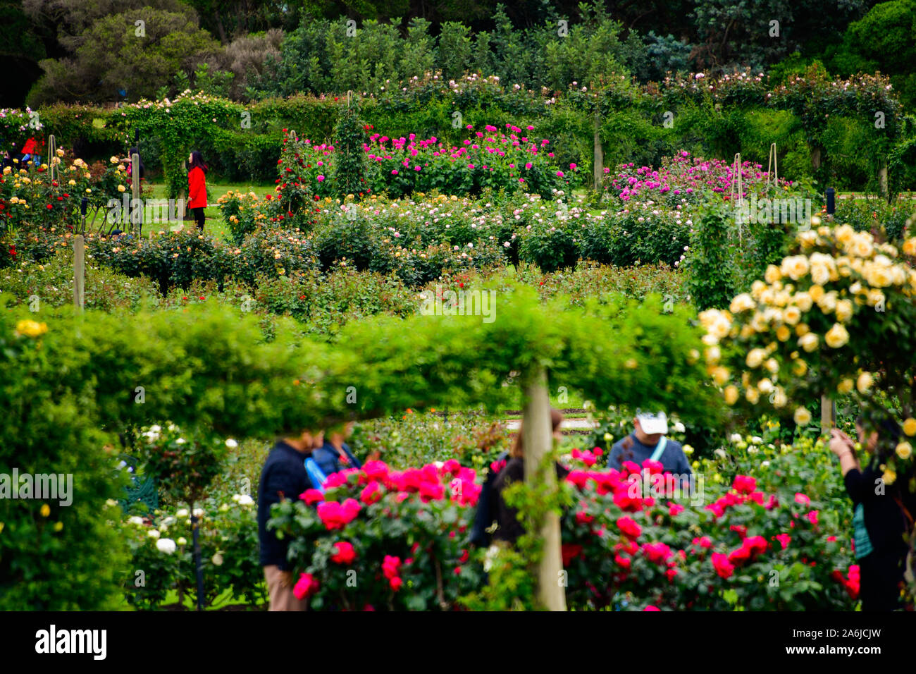 Visitors Enjoying Spring Roses Blooming Victorian State Rose Garden Werribee Park Melbourne Australia Stock Photo Alamy