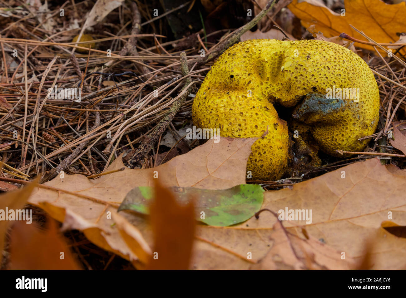 Yellow colored Fuligo septica or dog vomit slime mold, it is supposed to be edible and sometimes eaten in Mexico; said to be scrambled like eggs. Stock Photo