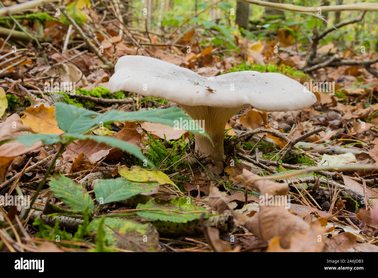 Lactarius vellereus or Lactarius piperatus is large white gilled and edible mushroom with a flat cap common in Europe and America Stock Photo