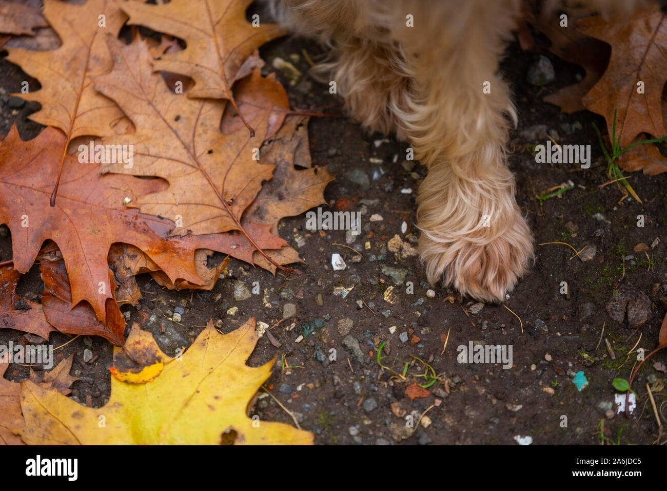 a dog is sitting next  to leaves that got their brown colors from autumn Stock Photo