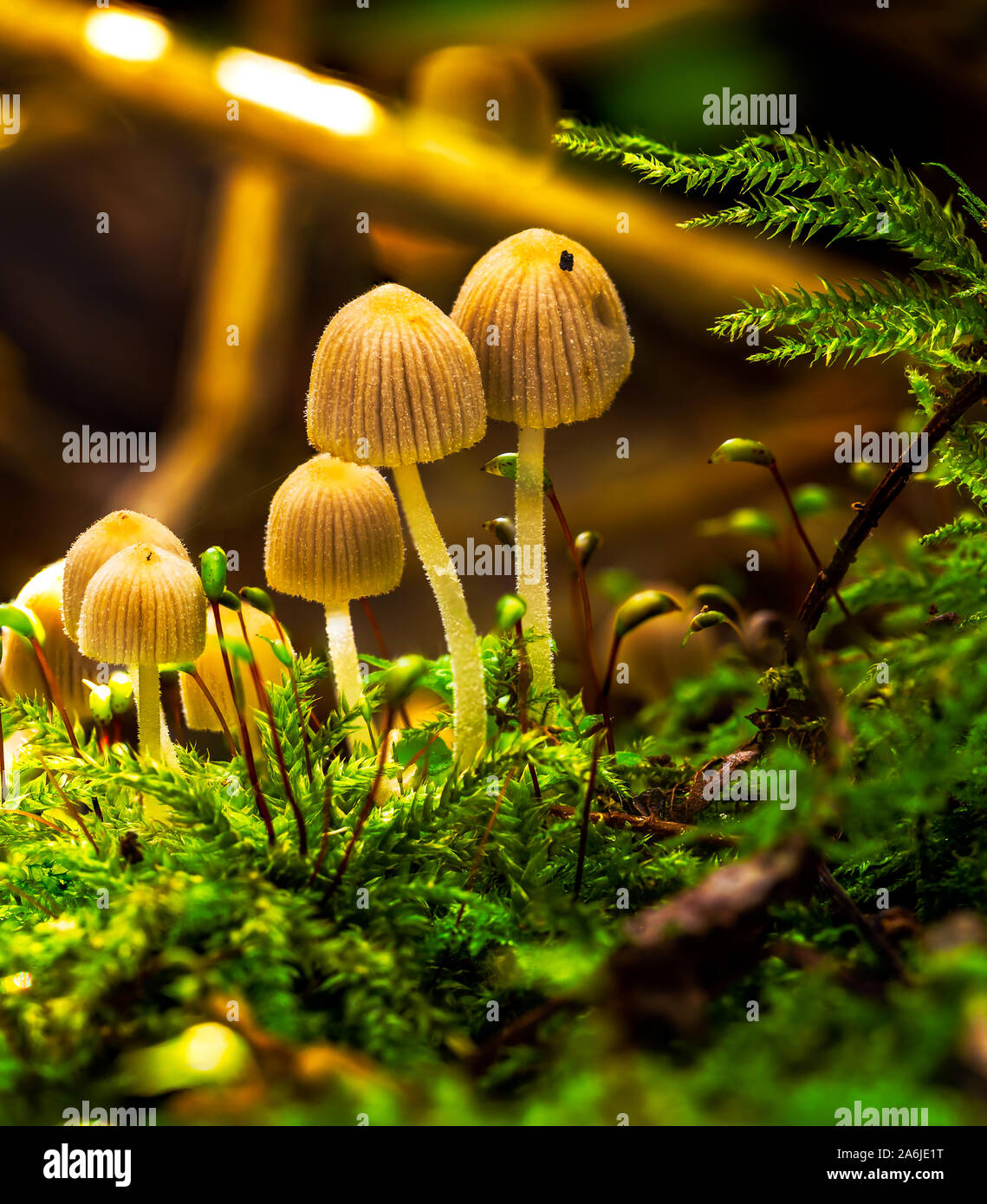 Clump of Autumn Fungi Stock Photo